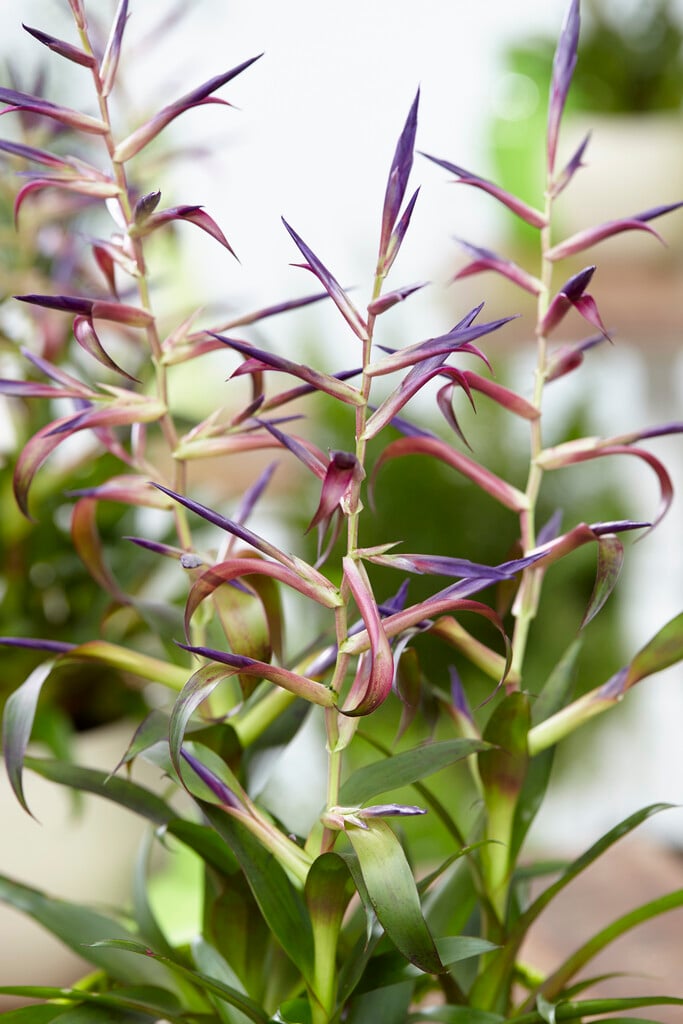 <i>Tillandsia</i> <i>leiboldiana</i> 'Mora'