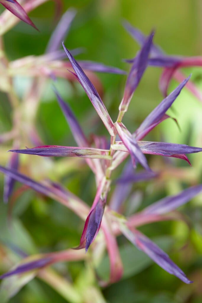 <i>Tillandsia</i> <i>leiboldiana</i> 'Mora'