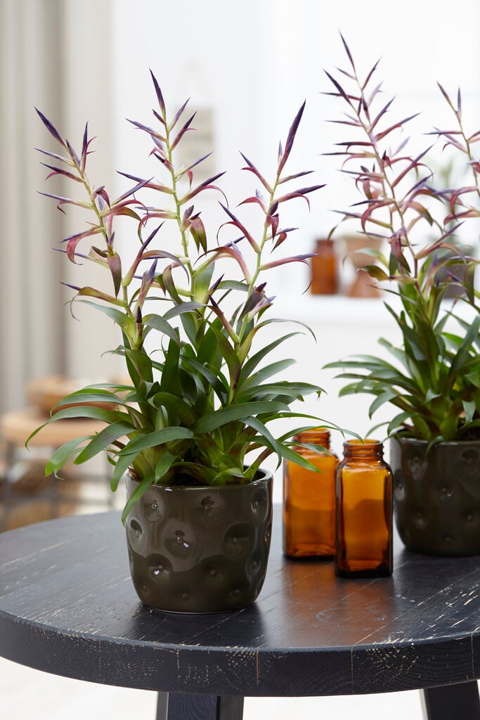 <i>Tillandsia</i> <i>leiboldiana</i> 'Mora'