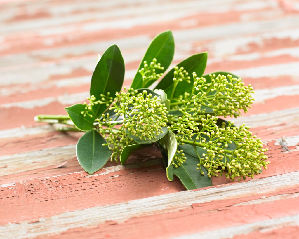 skimmia 'Finchy'