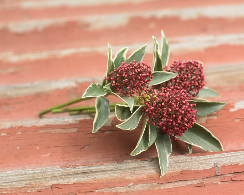 Japanese skimmia 'Mystic Marlot