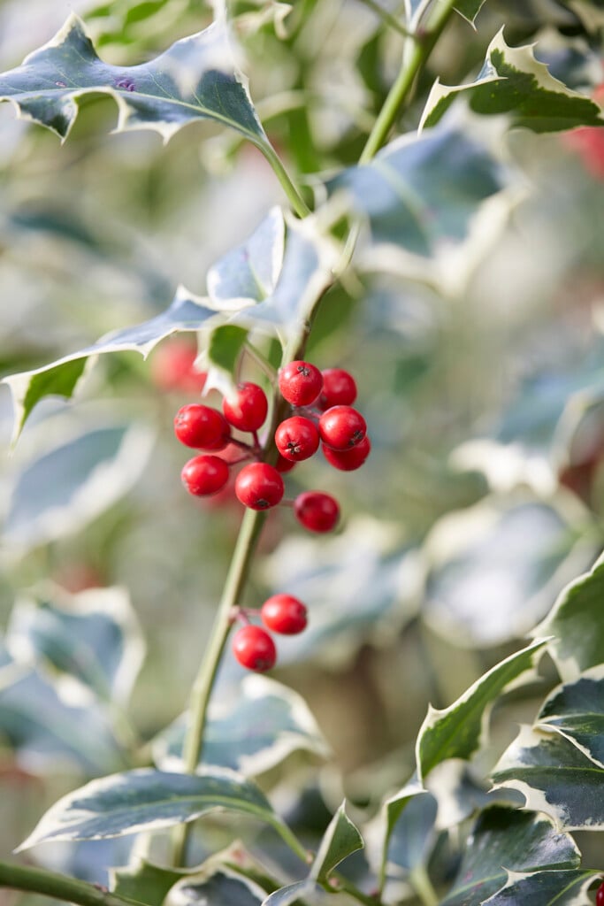 variegated holly olive