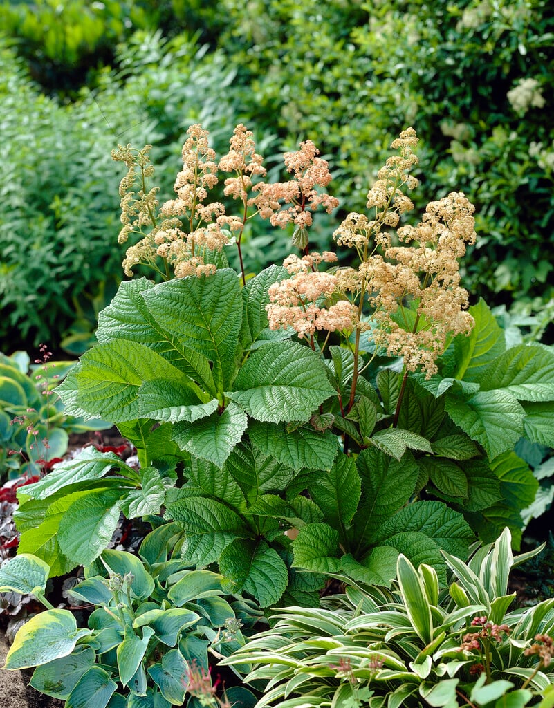 chestnut-leaved rodgersia