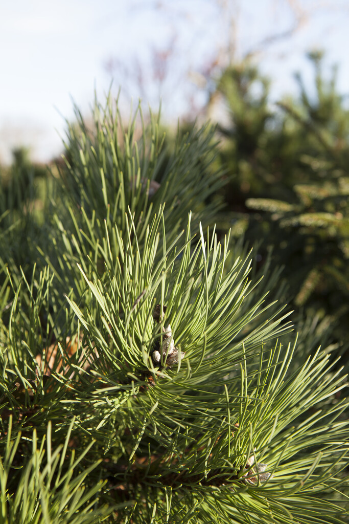 Austrian pine 'Nana'