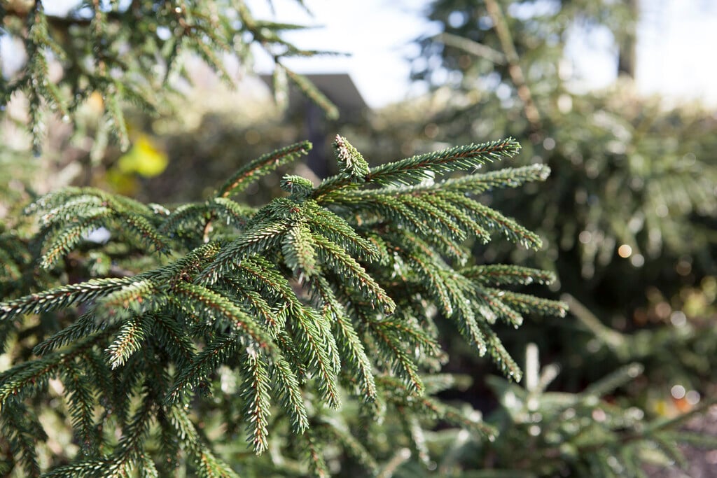 <i>Picea</i> <i>orientalis</i> 'Aureospicata'