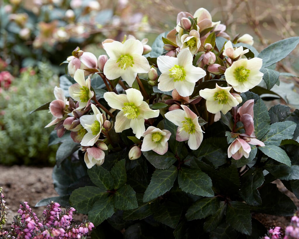 hellebore [HGC Merlin]