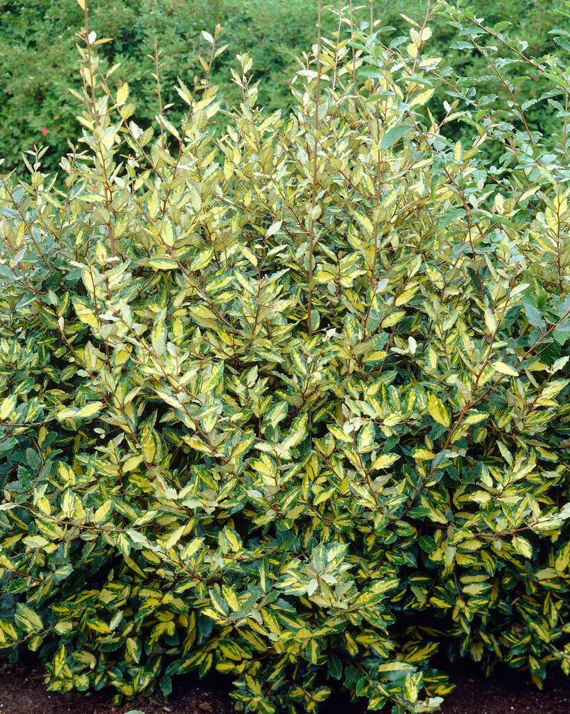 oleaster 'Maculata'