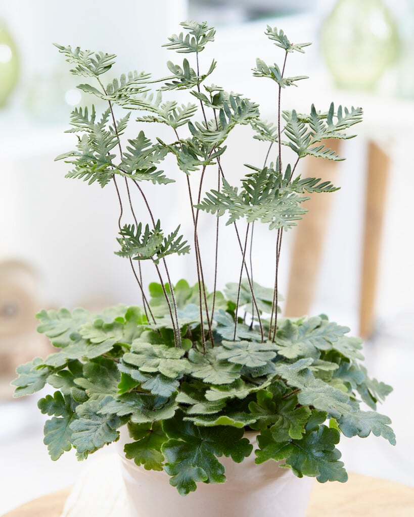 <i>Doryopteris</i> <i>pilosa</i> var. <i>gemmifera</i>