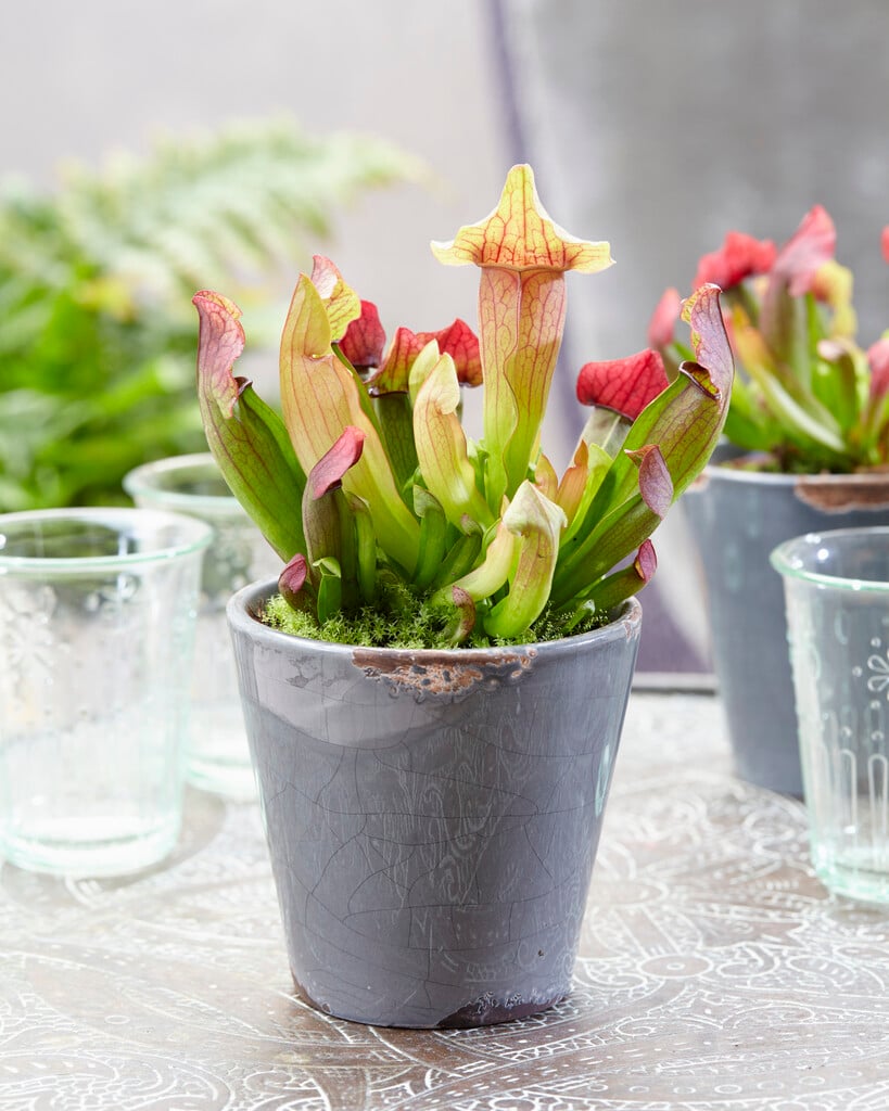 <i>Sarracenia</i> 'Maroon'