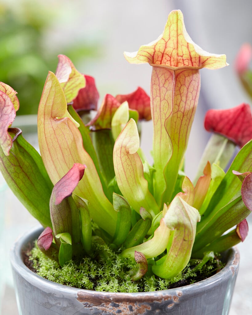<i>Sarracenia</i> 'Maroon'