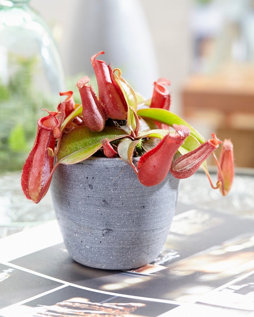 <i>Nepenthes</i> 'Bloody Mary'