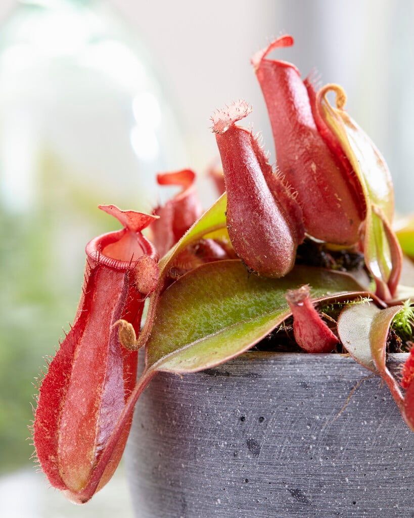 <i>Nepenthes</i> 'Bloody Mary'