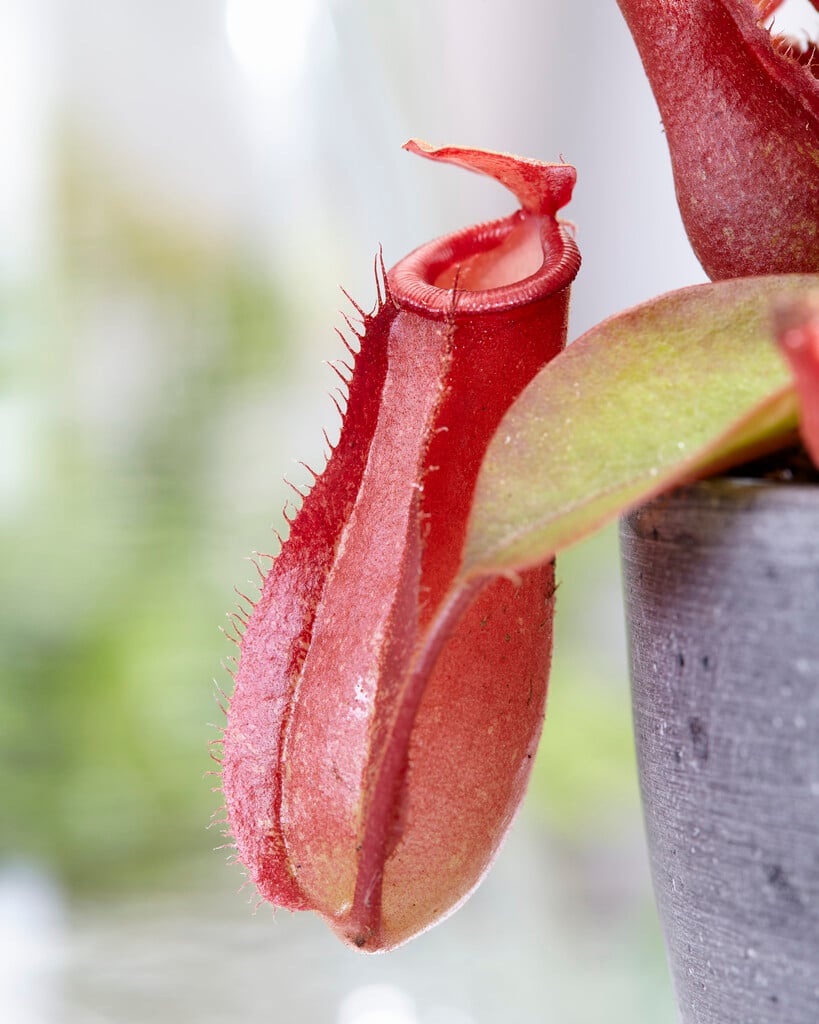 <i>Nepenthes</i> 'Bloody Mary'