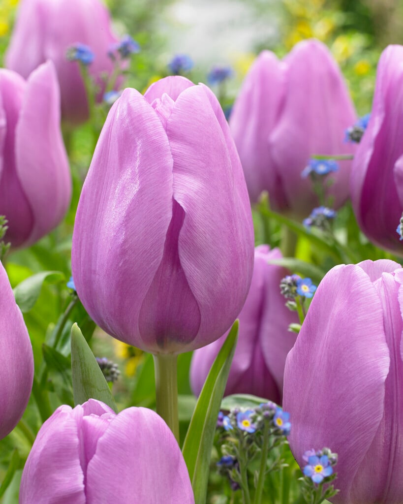 tulip 'Alibi'