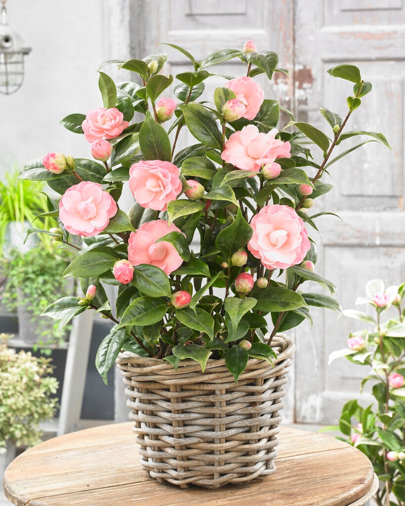 camellia [Classique]