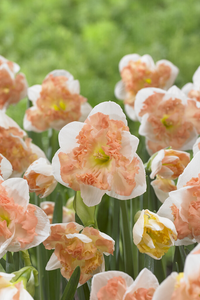 daffodil 'Sunny Girlfriend'