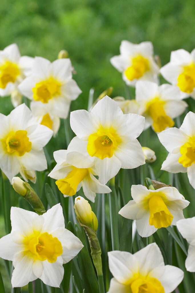 daffodil 'Golden Echo'