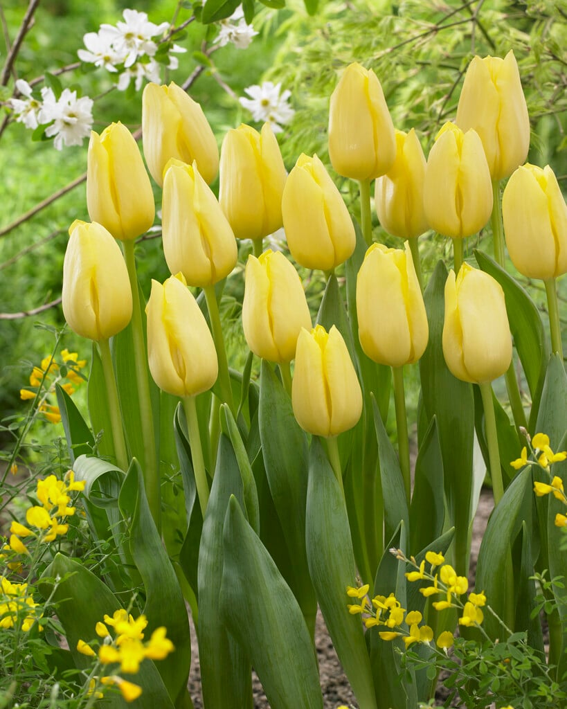 tulip 'World Friendship'
