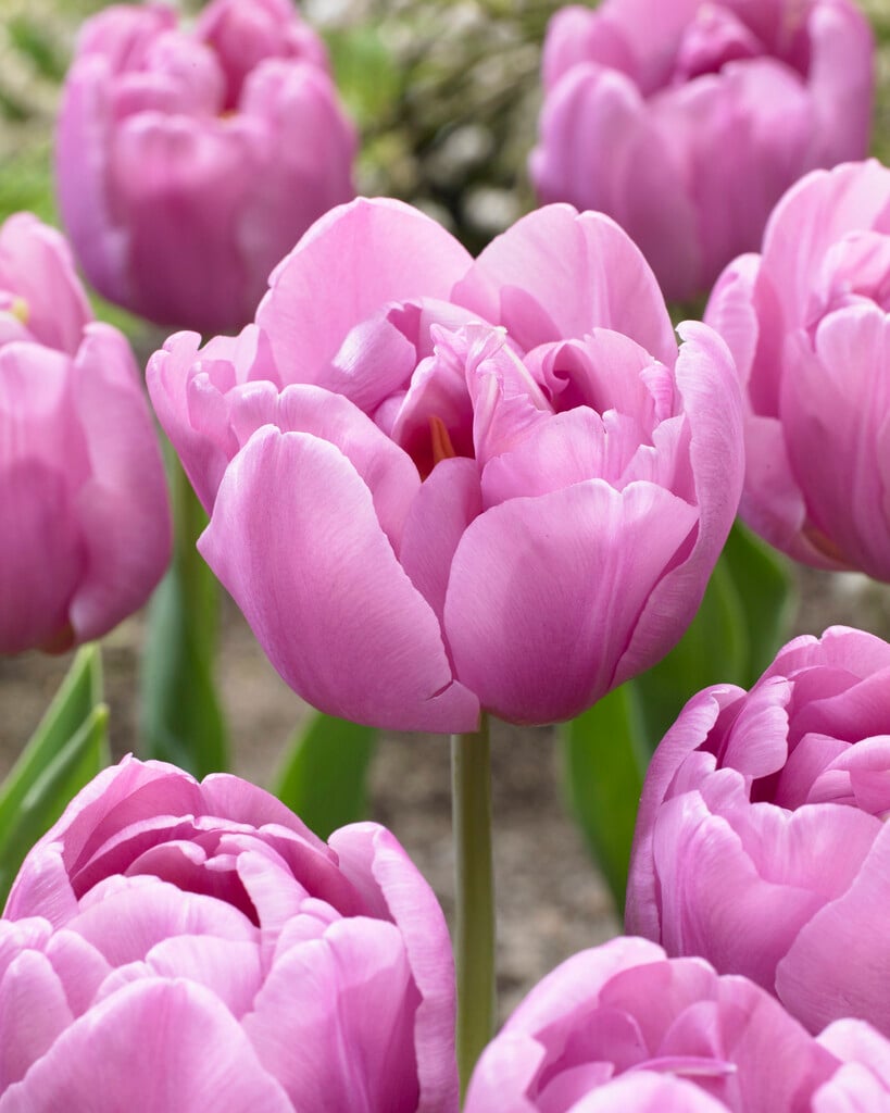 tulip 'Tabledance'