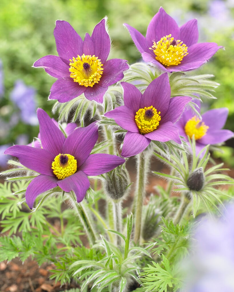 pasqueflower
