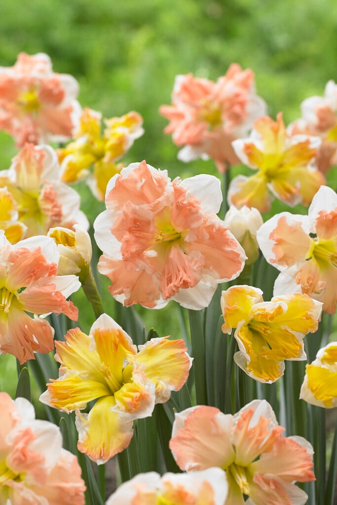 daffodil 'Rainbow of Colors'