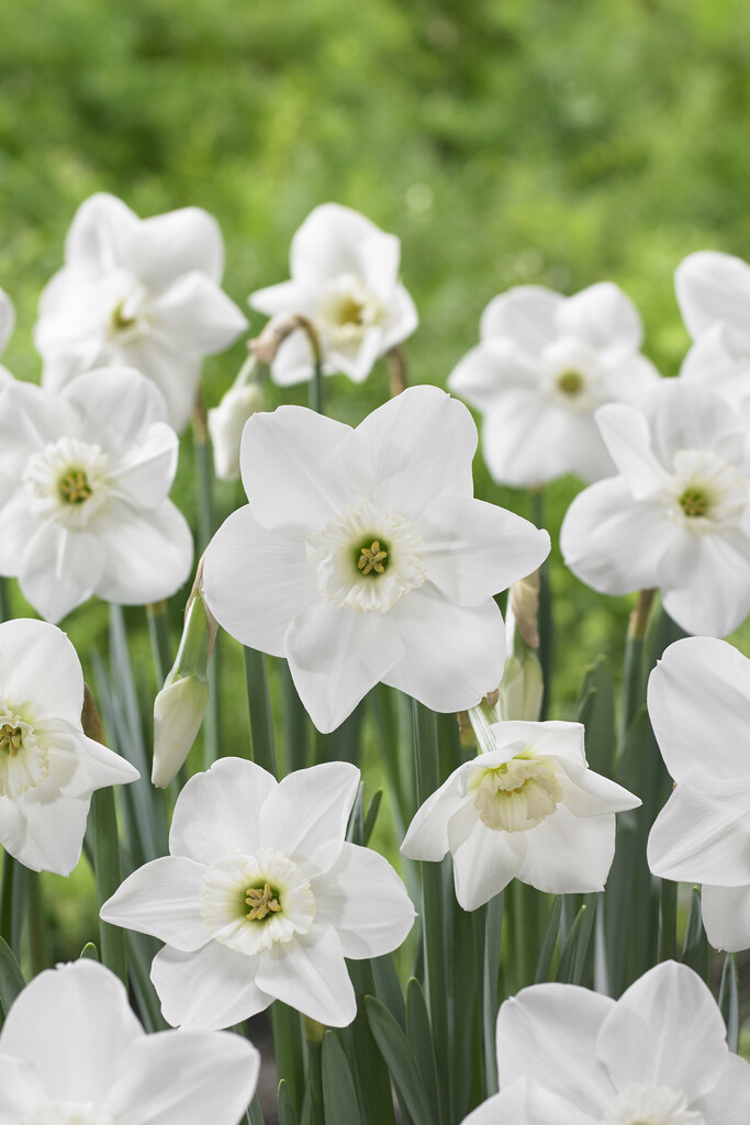 daffodil 'Princess Zaide'
