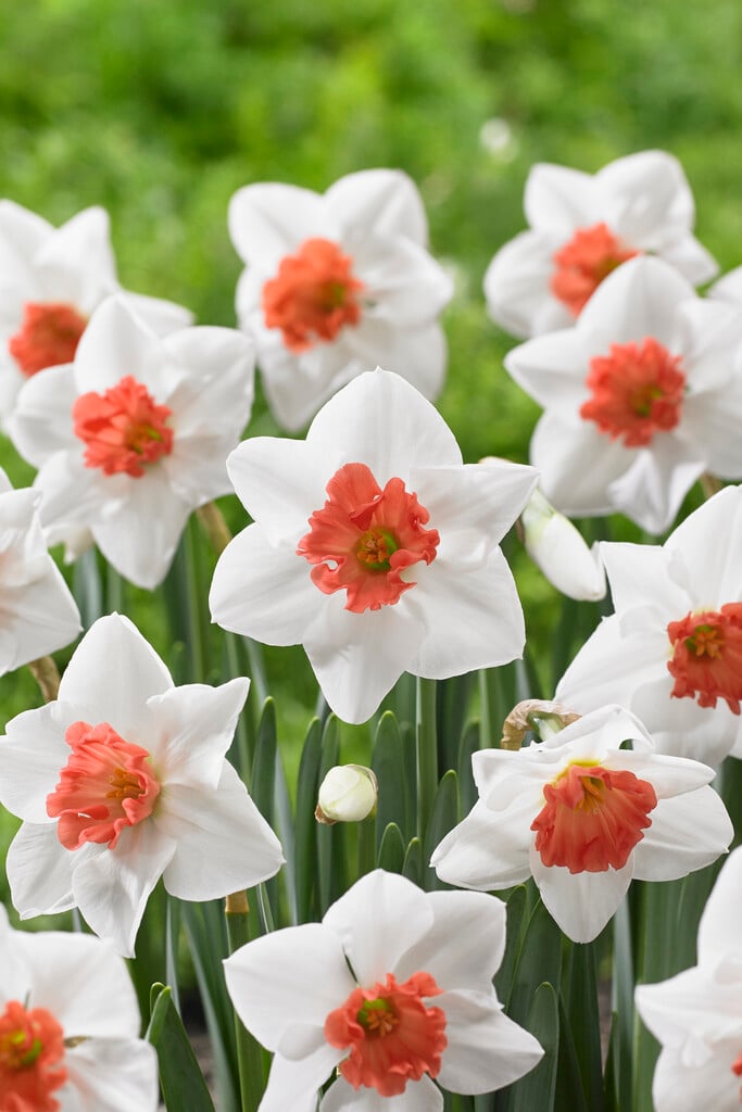 daffodil 'Perfect Lady'