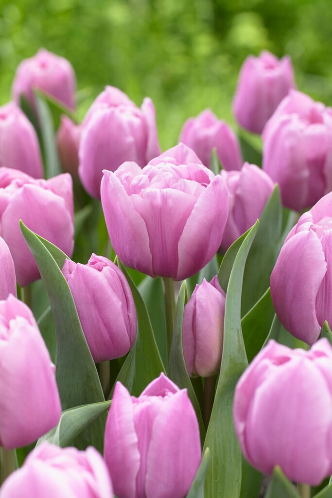 tulip 'Tabledance'