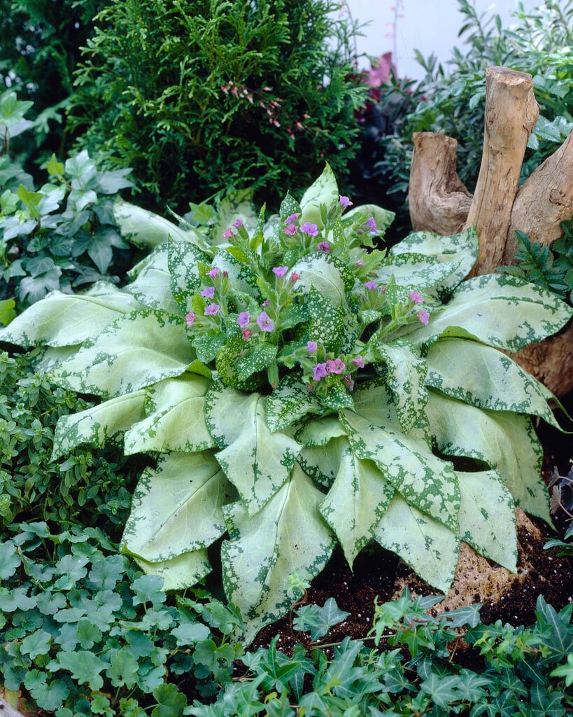 <i>Pulmonaria</i> <i>saccharata</i> 'Silverado'