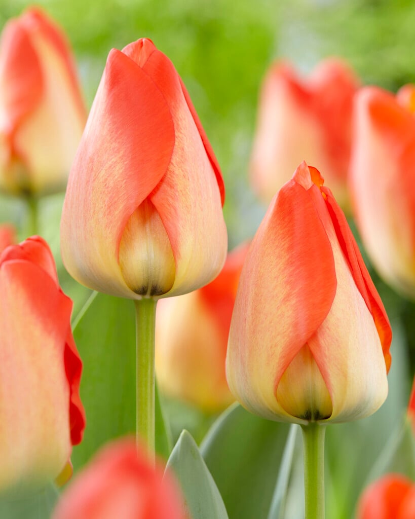 tulip 'American Dream'