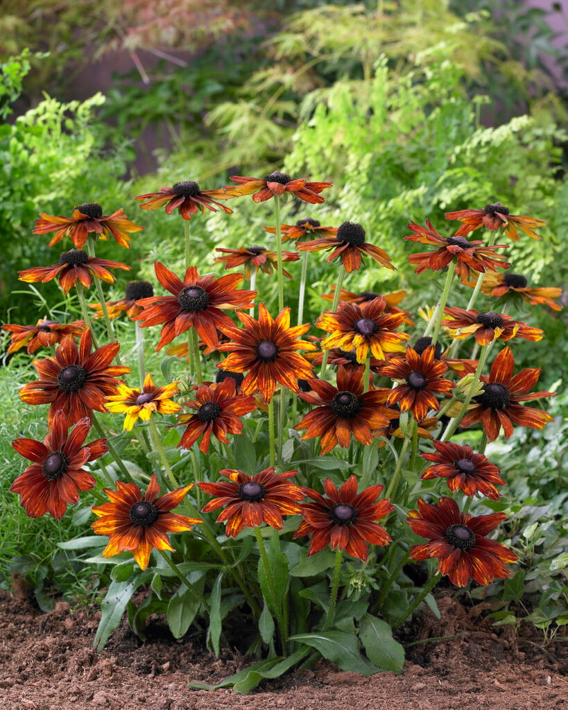 coneflower [Summerina Orange]