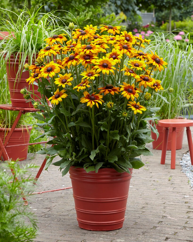 coneflower [Summerina Yellow]