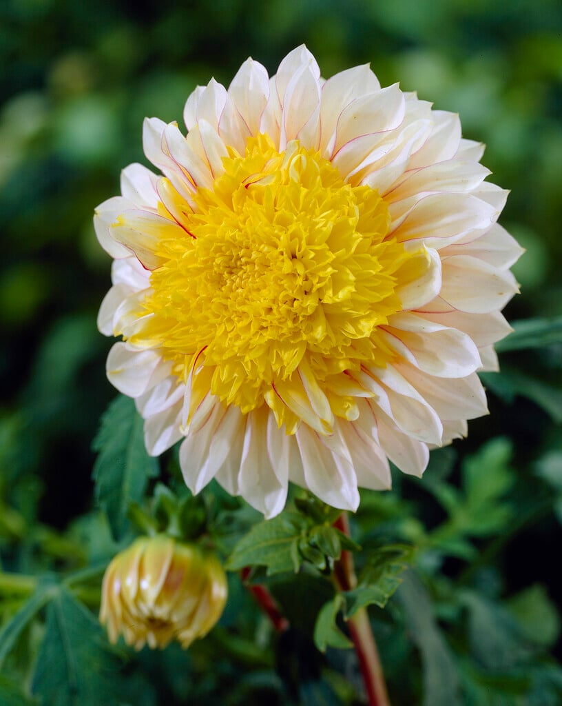 dahlia 'Polka NL'