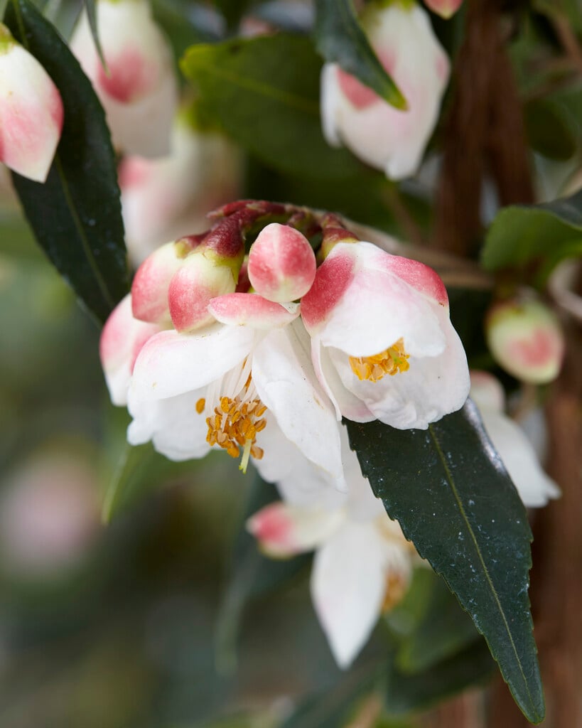 camellia 'Elina'