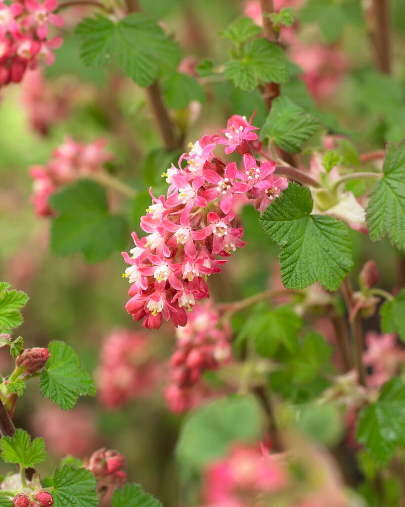 flowering currant [Amore]