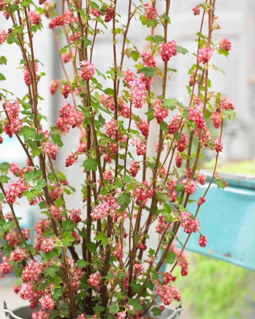 flowering currant [Amore]