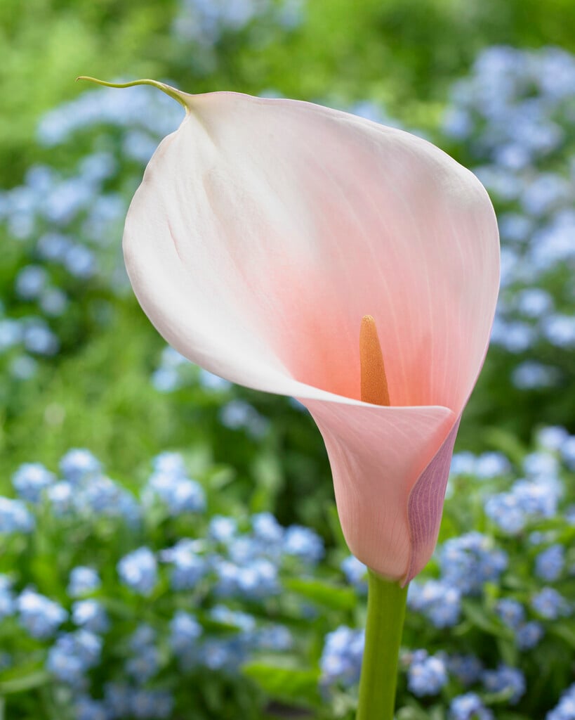 arum lily 'Flamingo'