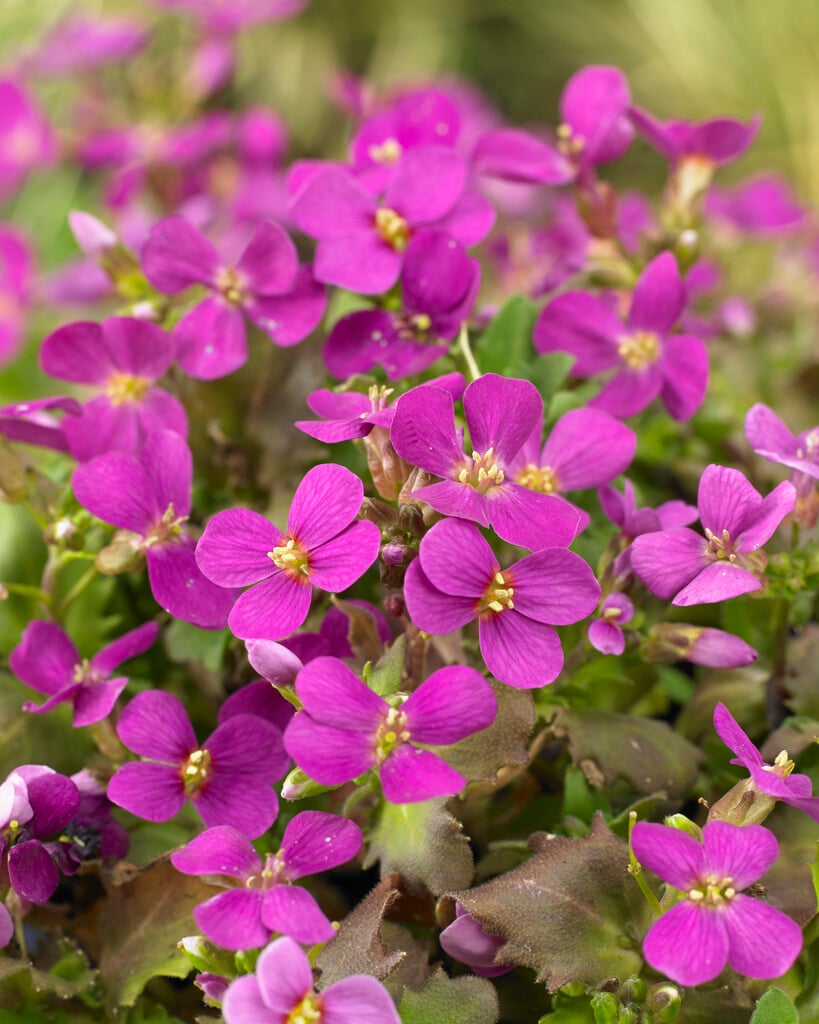 mountain rock cress 'Rosea'
