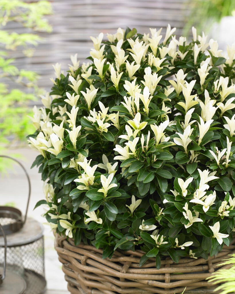 Japanese spindle [Paloma Blanca]