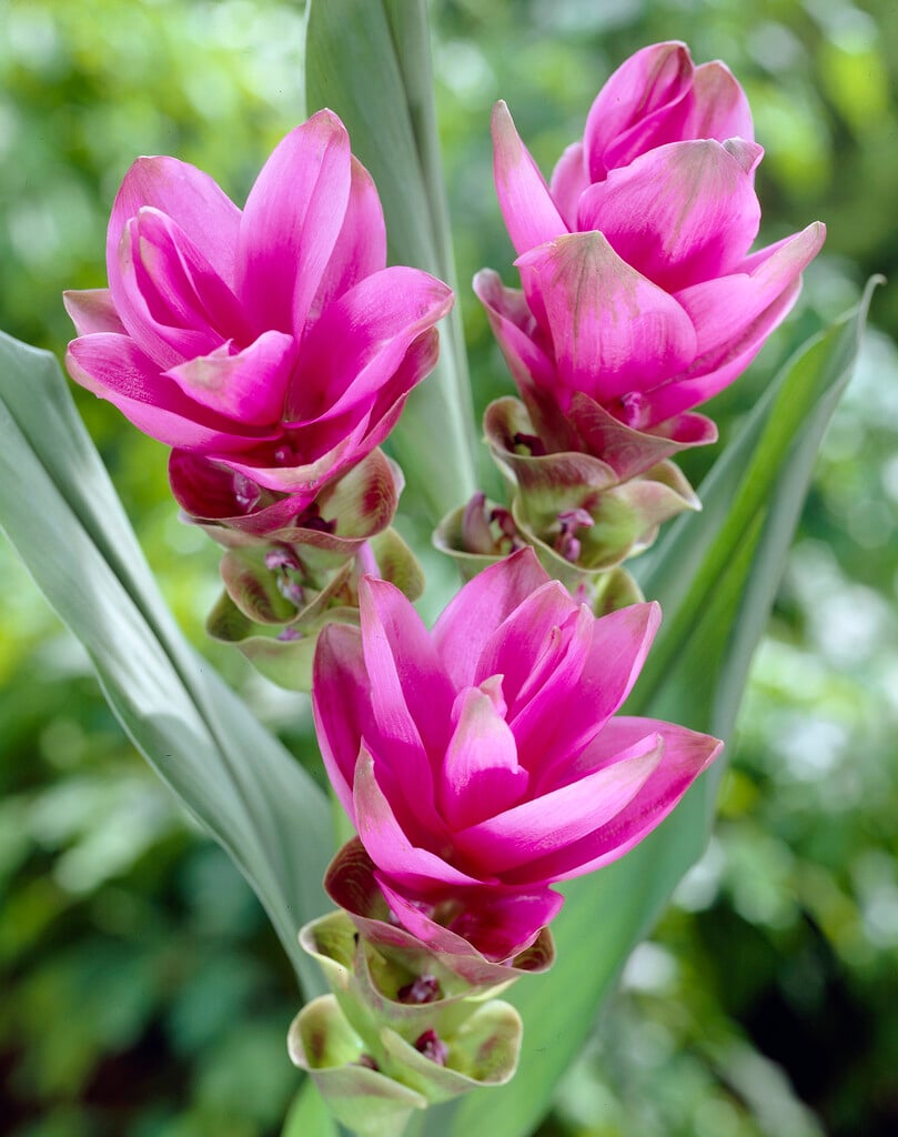 Siam tulip