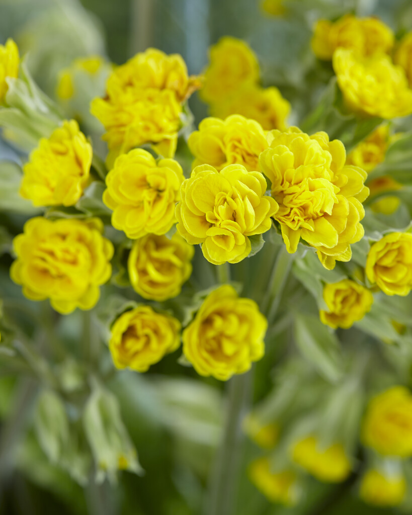 cowslip 'Katy McSparron'