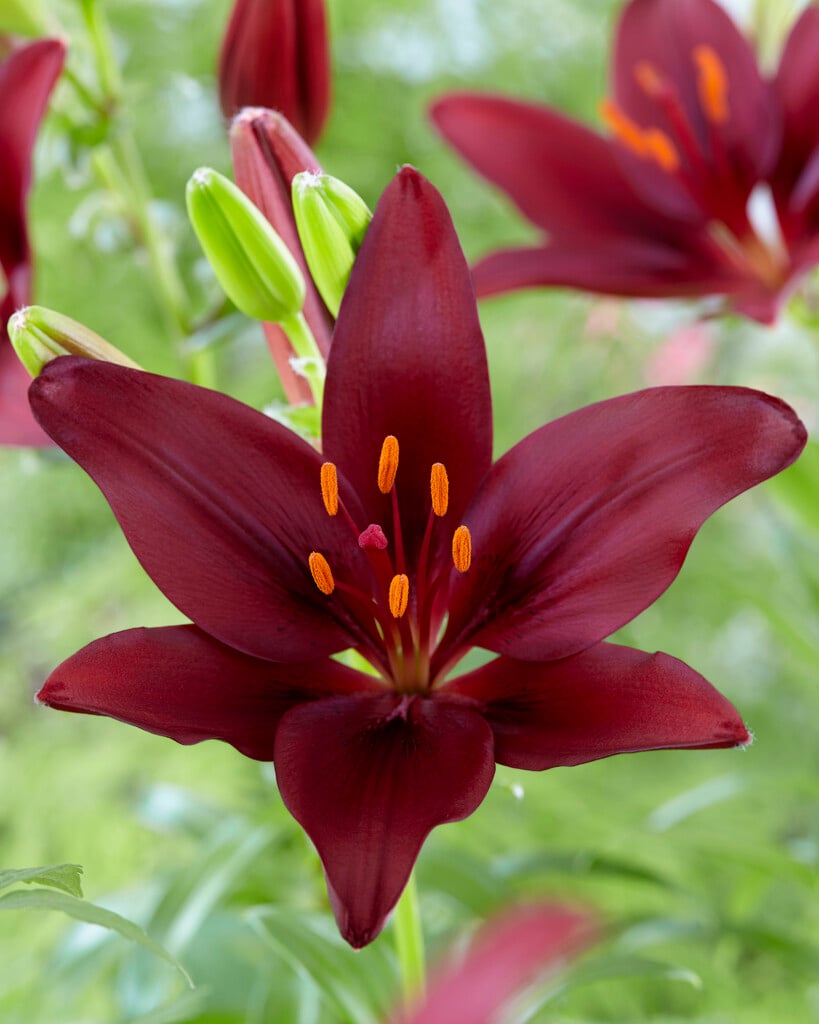 lily 'Dark Secret'