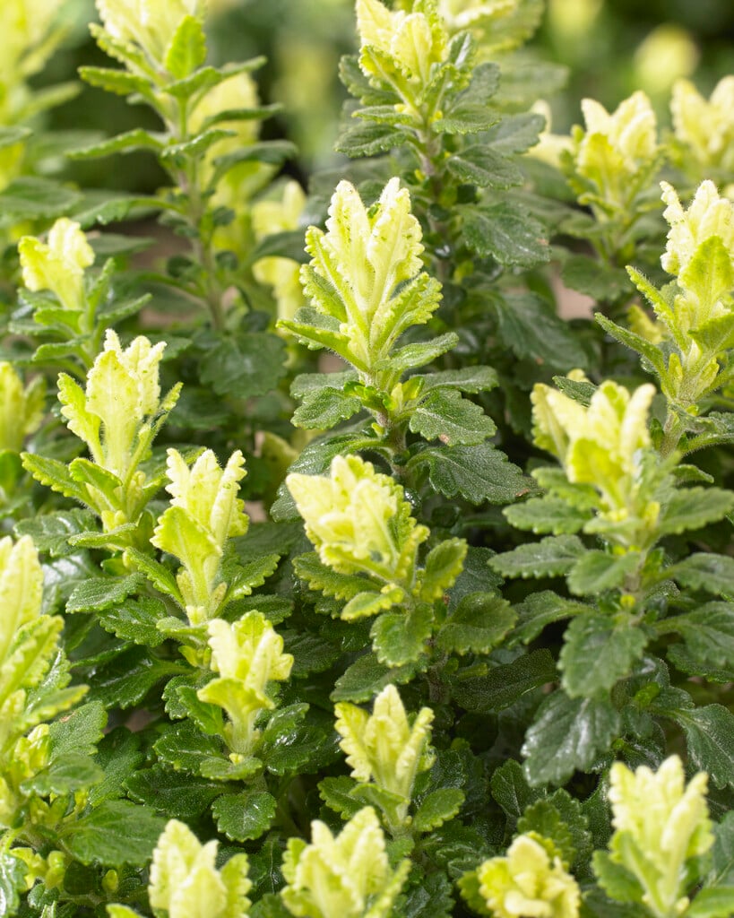 <i>Teucrium</i> × <i>lucidrys</i> 'Lucky Gold'