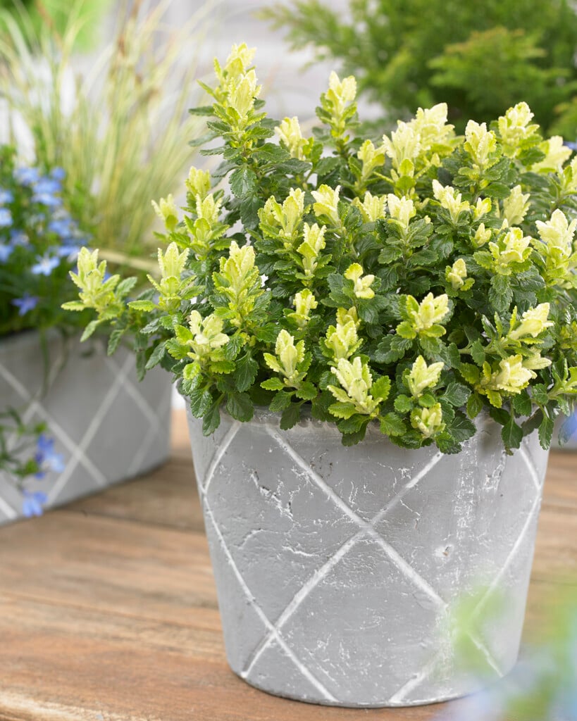 <i>Teucrium</i> × <i>lucidrys</i> 'Lucky Gold'