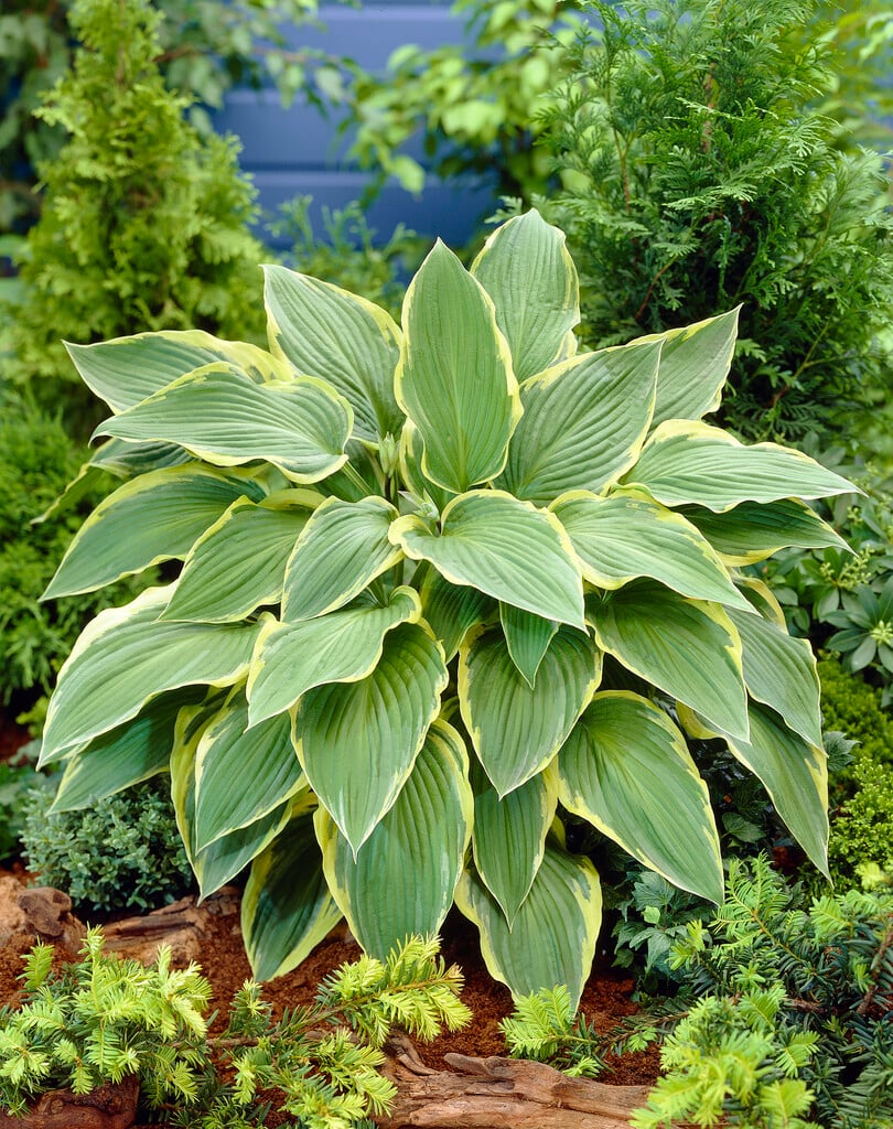 plantain lily 'Yellow River'