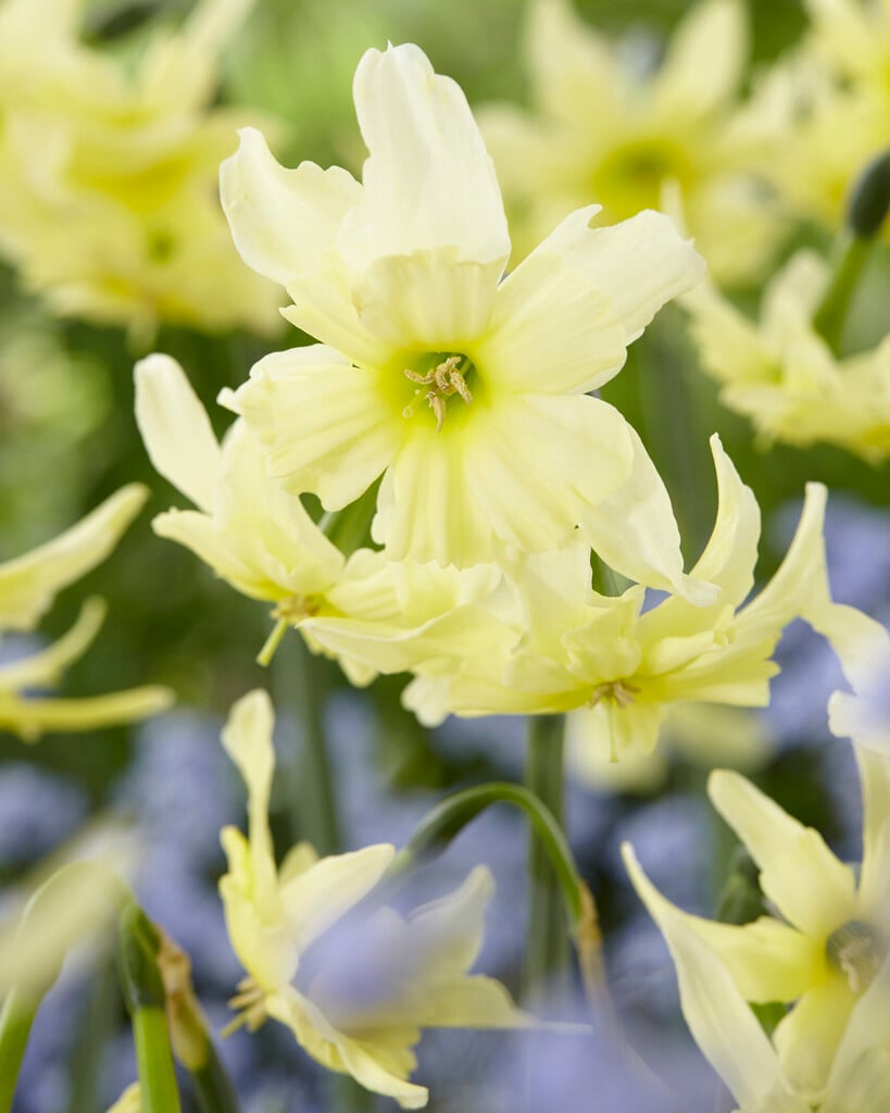 daffodil 'Exotic Mystery'