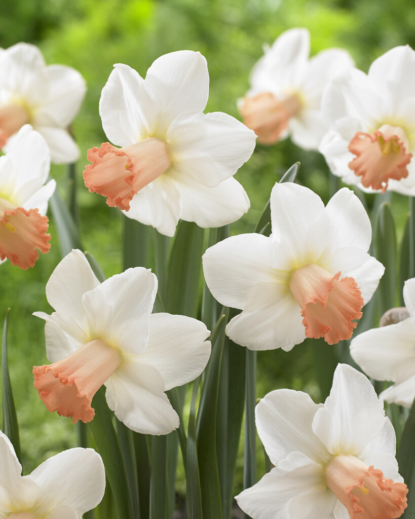 daffodil 'Skype'