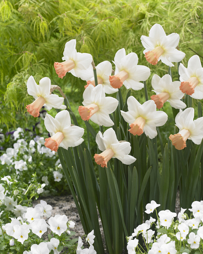 daffodil 'Skype'