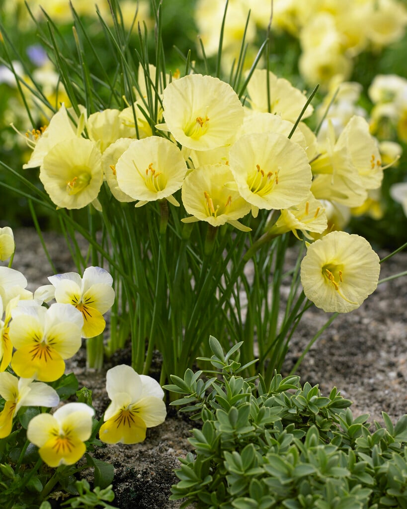 daffodil 'Julia Jane'