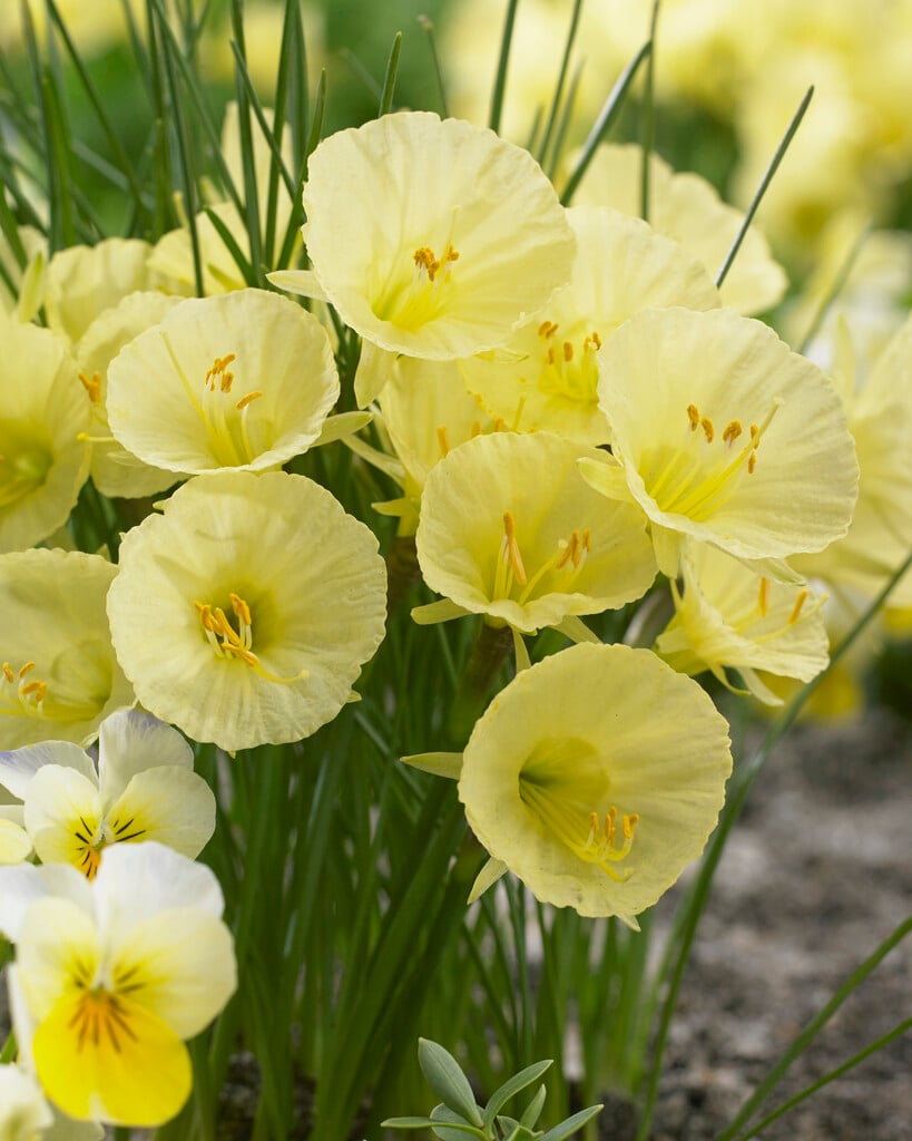 daffodil 'Julia Jane'